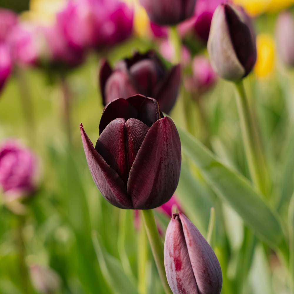 Tulpan 'Queen Of Night'