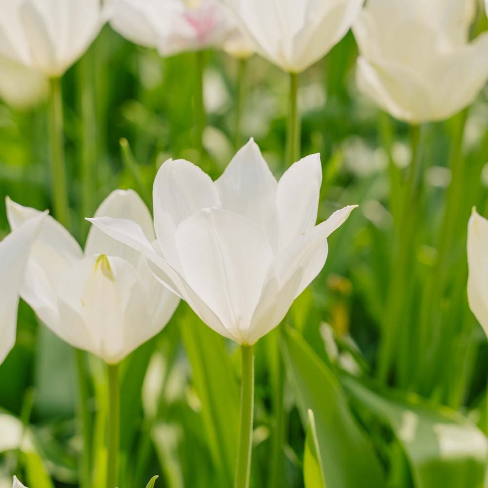 Tulpan 'White Triumphator'