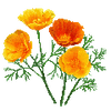 Blomfröer