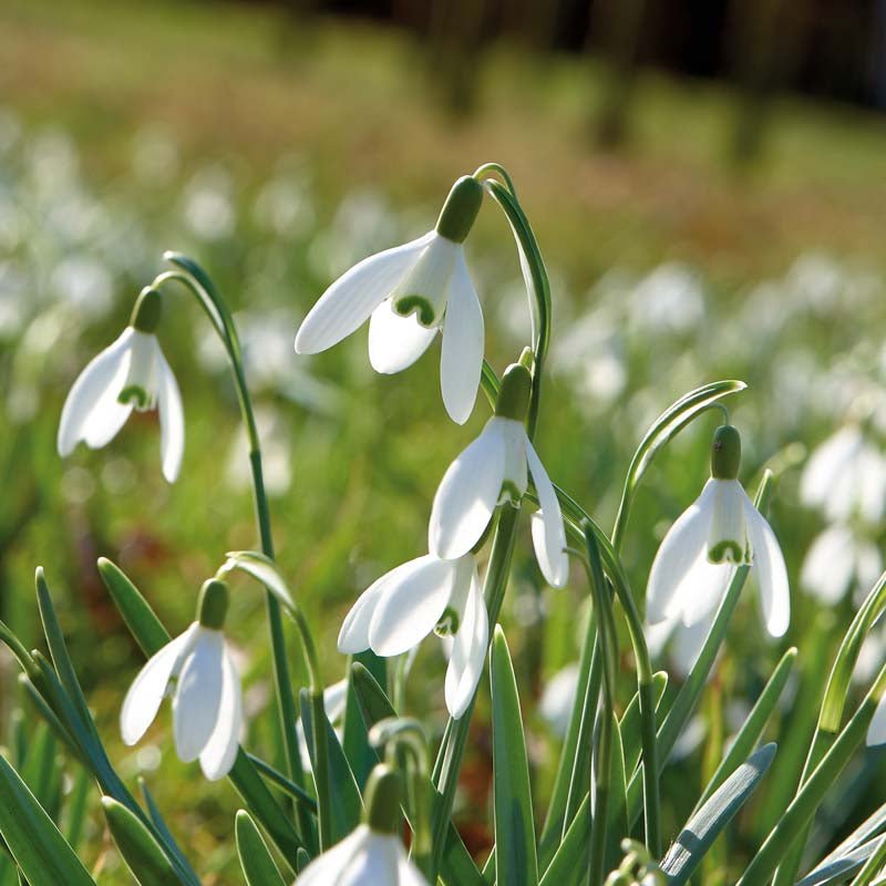 Vintergæk 'Nivalis'