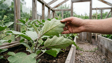 Aubergine sjukdomar