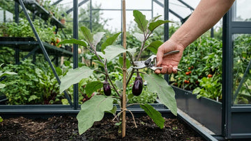 Beskära aubergine