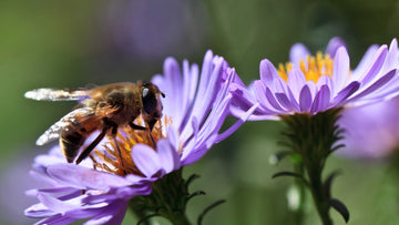 Blommor for bin och fjarilar - Blanda Frön