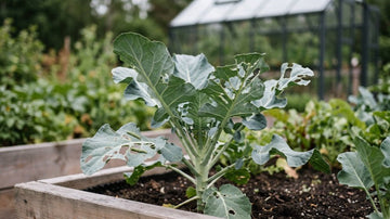 Broccoli sjukdomar - Blanda Frön