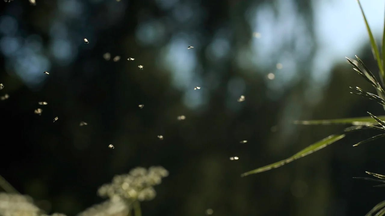 Flugor i växter - Blanda Frön