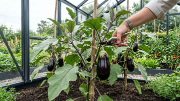 Skörda aubergine