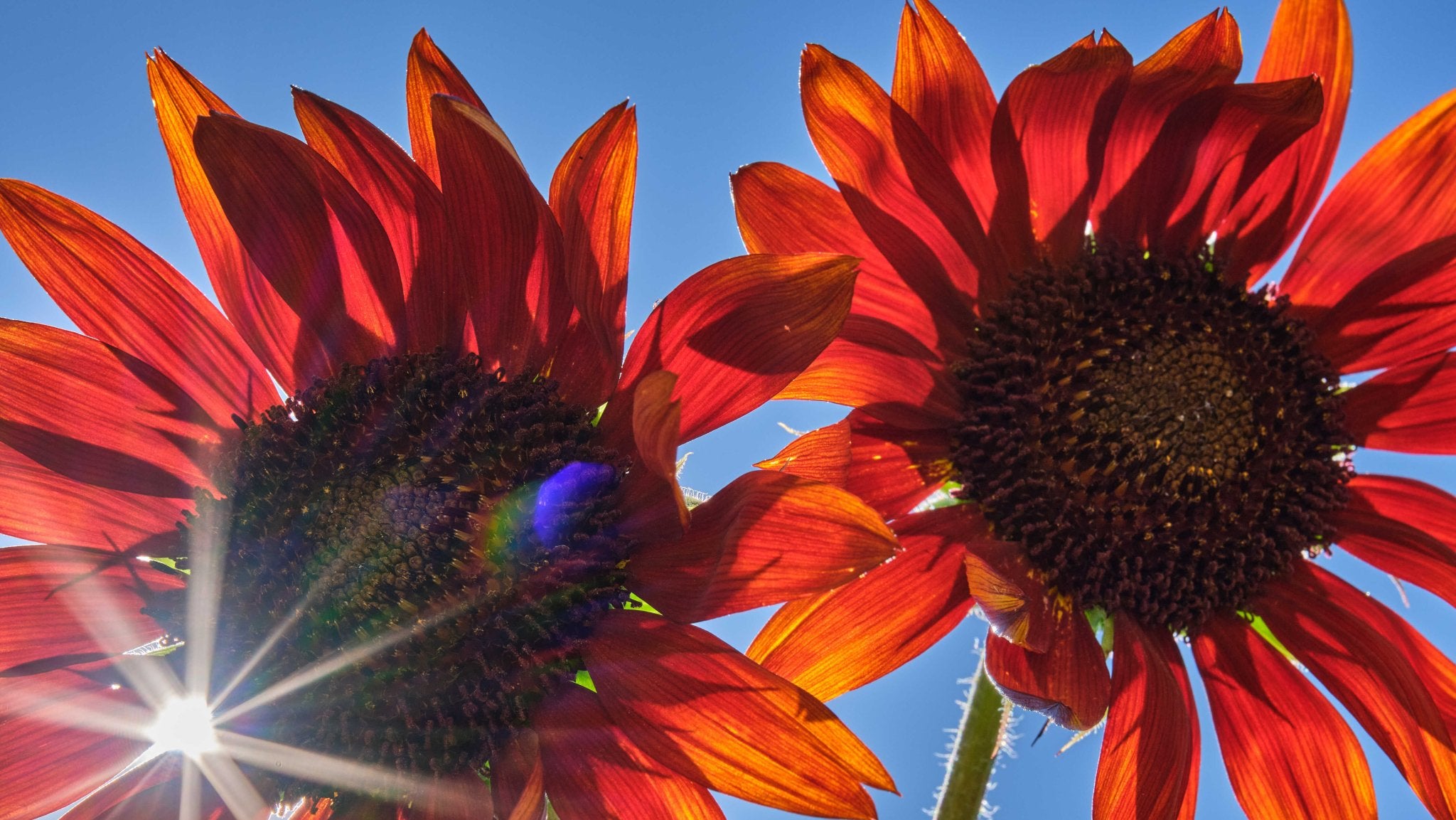 Hur sår man blomfröer? - Blanda Frön