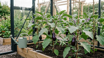 Odla aubergine