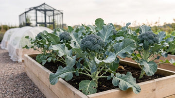 Odla broccoli - Blanda Frön