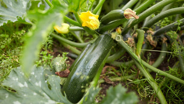 Odla squash - Blanda Frön