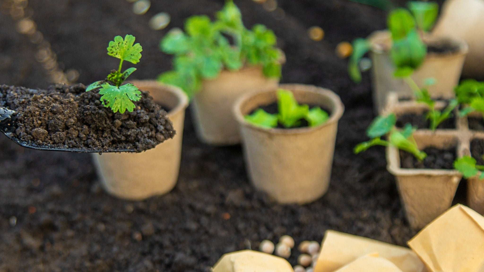 Planternas omplantering - när? | Få mer kunskap och enkla tips här