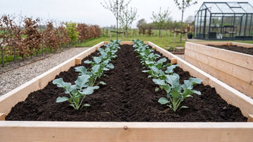 Plantavstånd broccoli - Blanda Frön