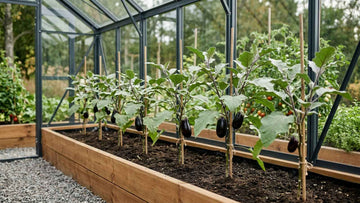 Aubergine avstånd