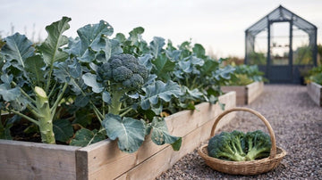 Skörda broccoli - Blanda Frön