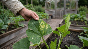 Squash sjukdomar - Blanda Frön