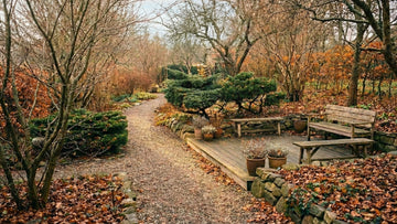 Trädgården i november - Blanda Frön