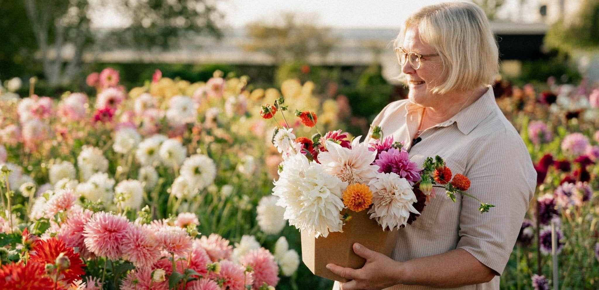 Våra råd för förodla dahlia och plantera dahlia - Blanda Frön