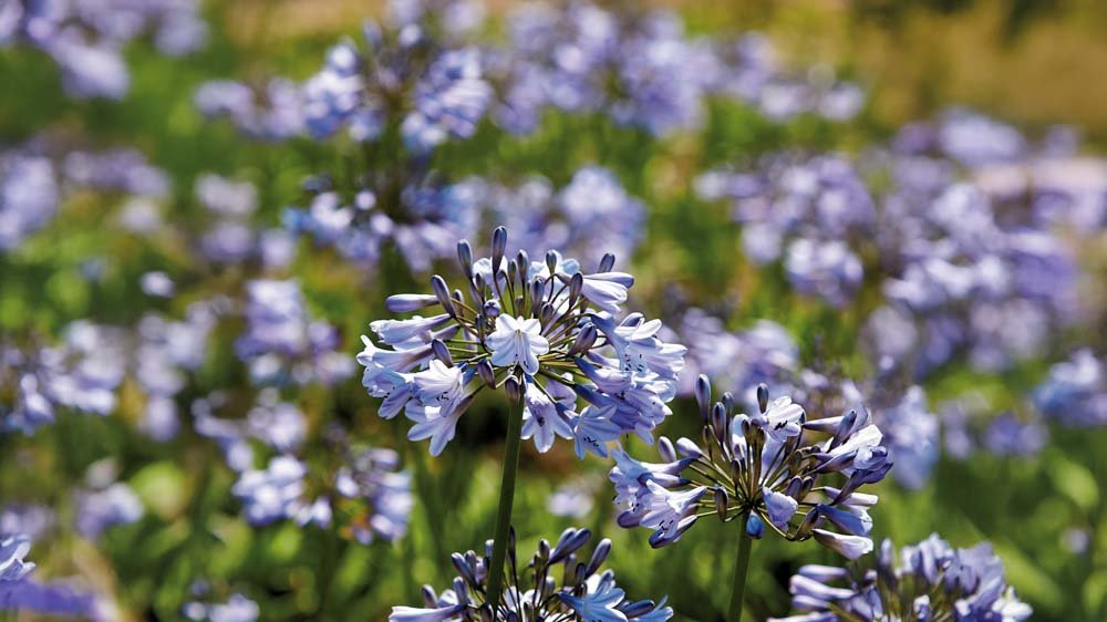 Afrikas blå liljor - Blanda Frön