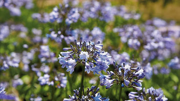 Afrikas blå liljor - Blanda Frön