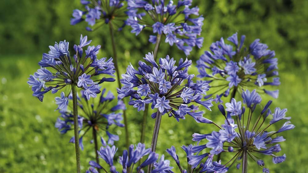 Agapanthus - Blanda Frön