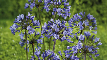 Agapanthus - Blanda Frön