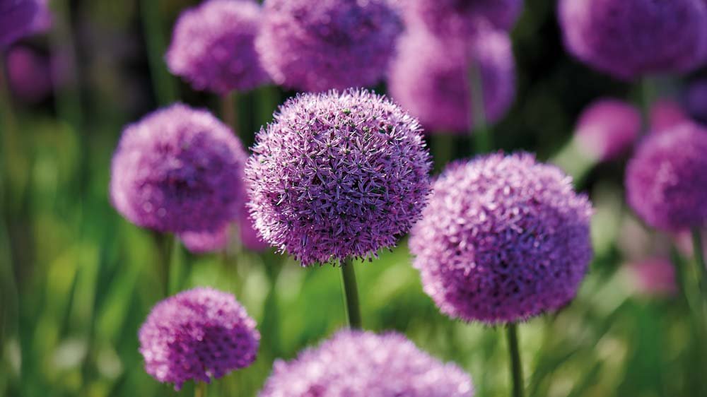 Allium millenium - Blanda Frön
