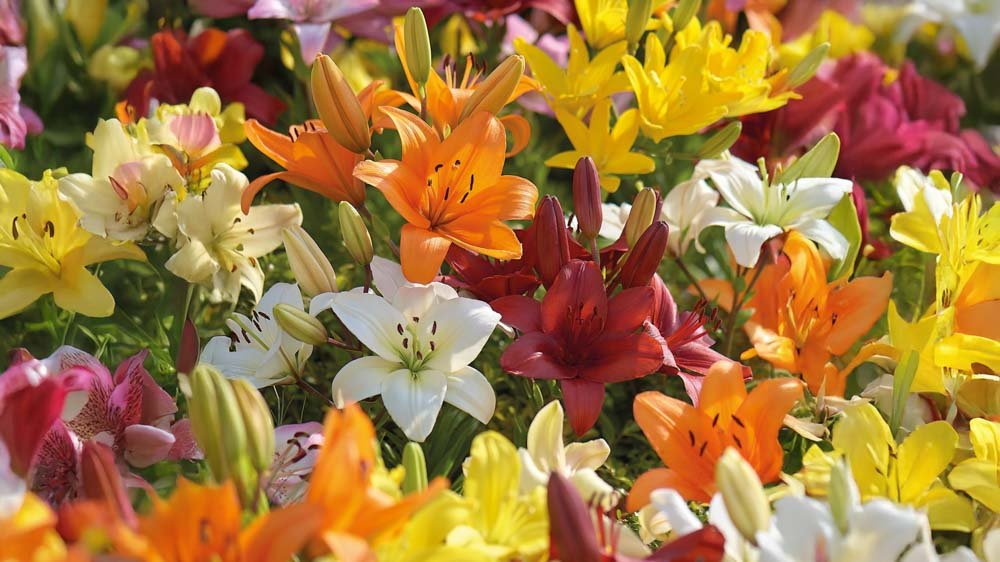 Asiatiska liljor - Blanda Frön