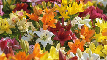 Asiatiska liljor - Blanda Frön