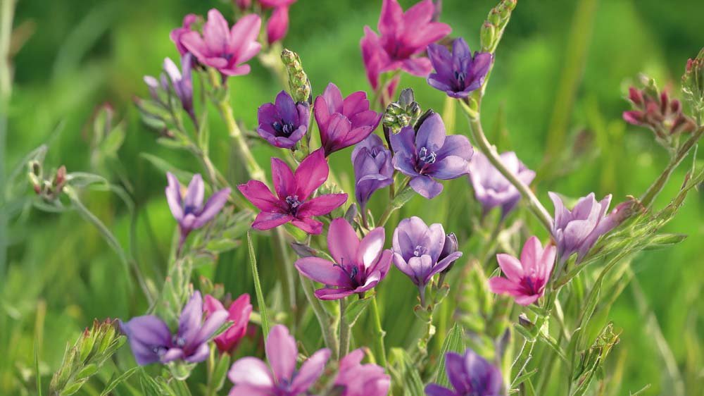 Babian blommor - Blanda Frön