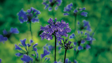 Blå agapanthus - Blanda Frön