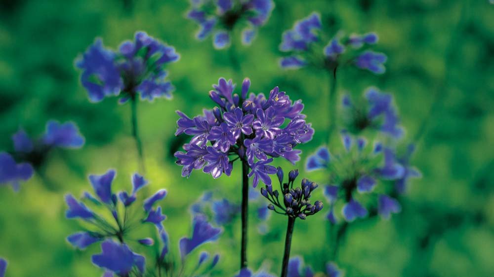 Blå agapanthus - Blanda Frön