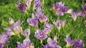 Blå fresia - Blanda Frön