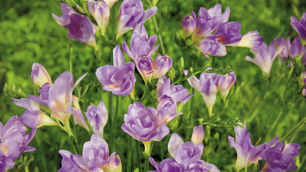 Blå fresia - Blanda Frön