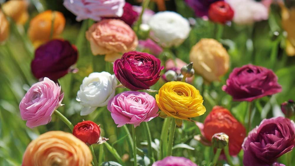 Blomsterknölar - Blanda Frön