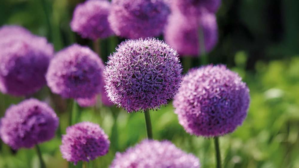 Blomsterlökar - Blanda Frön