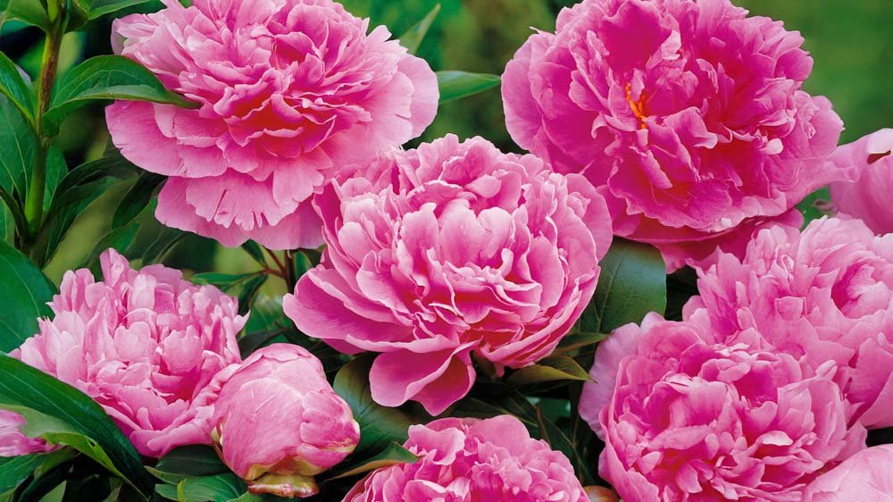 Bondrosor - Blanda Frön