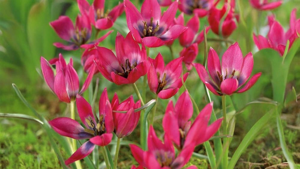 Botaniska tulpaner - Blanda Frön