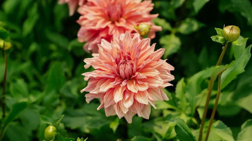 Dahlia dinnerplate - Blanda Frön