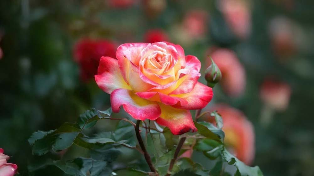 Doftande rosor - Blanda Frön