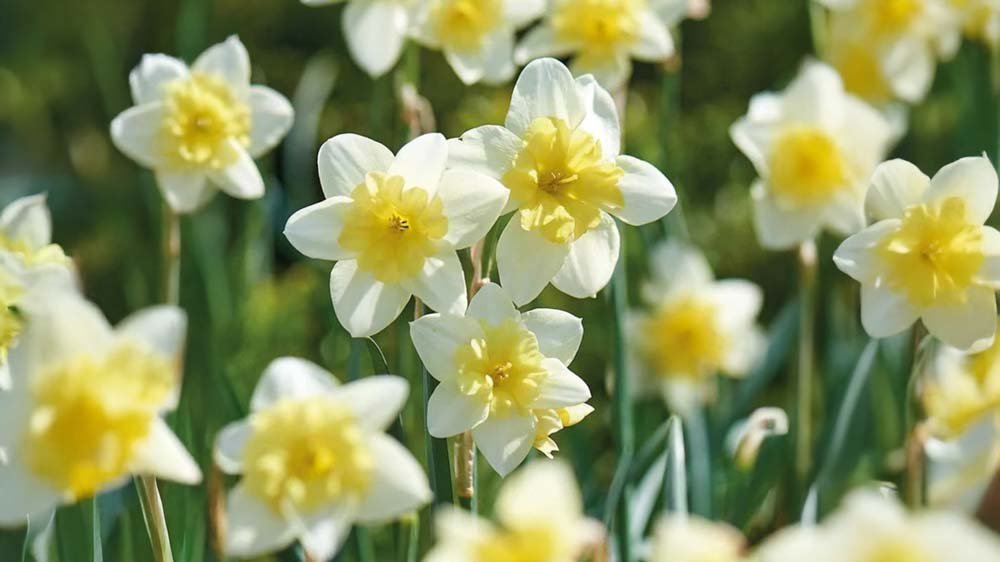 Fleråriga blomsterlökar - Blanda Frön