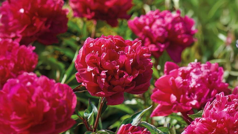 Fleråriga perenner - Blanda Frön