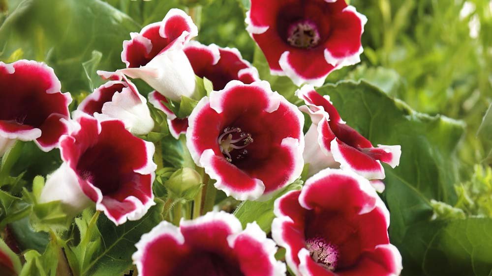 Gloxinia - Blanda Frön