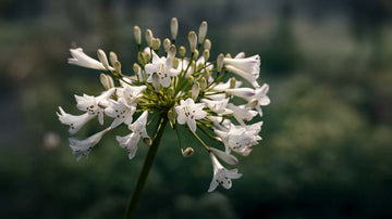 Gröna perenner - Blanda Frön