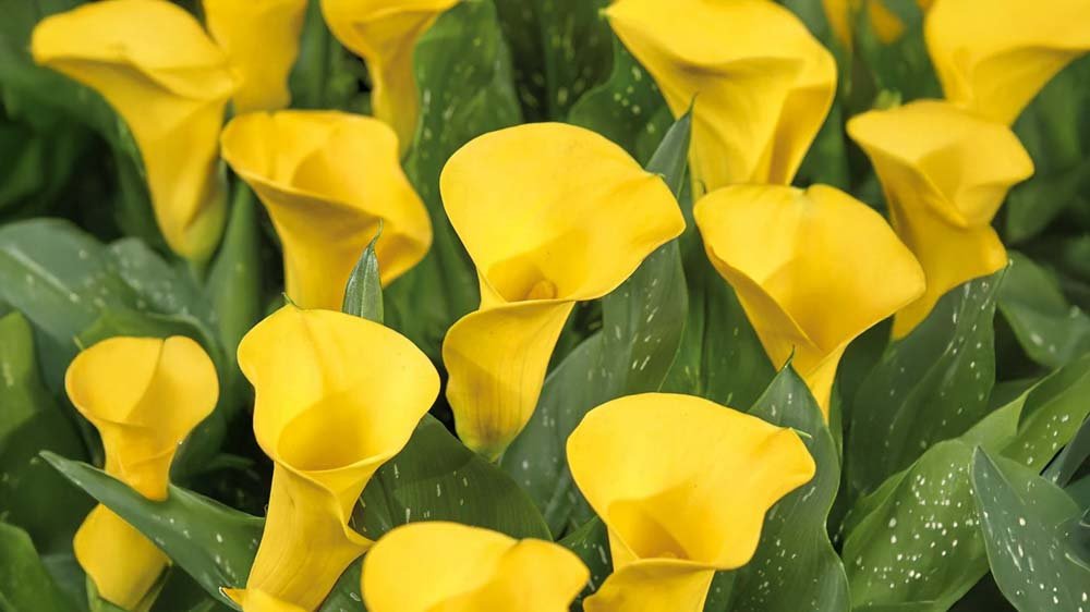 Gula fresia - Blanda Frön