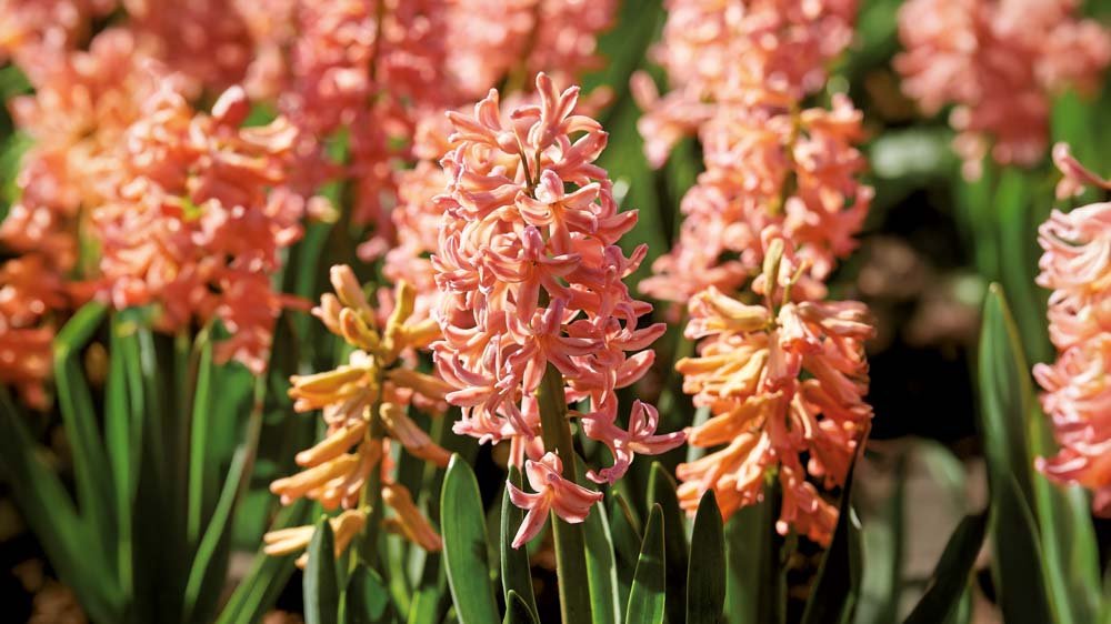 Gula hyacinter - Blanda Frön