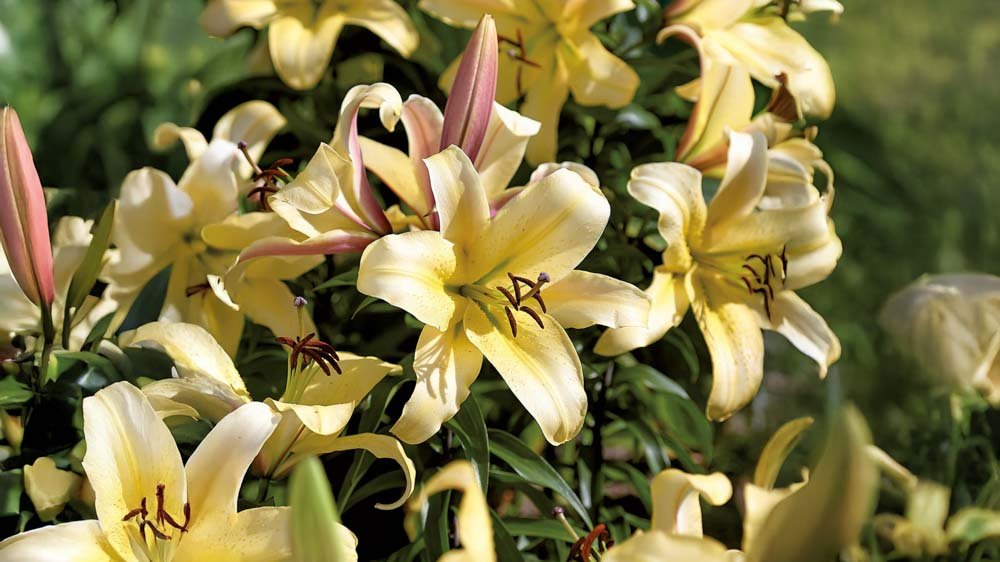 Gula liljor - Blanda Frön