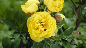 Gula perenner - Blanda Frön