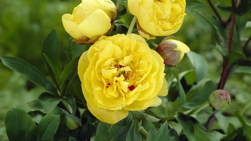 Gula perenner - Blanda Frön