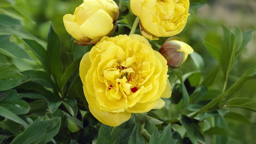 Gula pioner - Blanda Frön