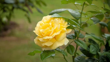 Gula rosor - Blanda Frön